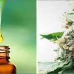 hemp oil