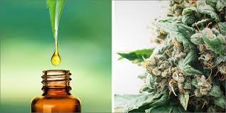 hemp oil