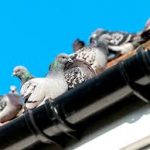 Pigeon Prevention and Deterrent Tips