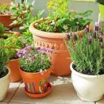 garden pots